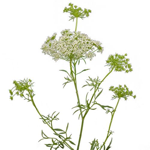 Queen Anne’s Lace White Kukka Flowers