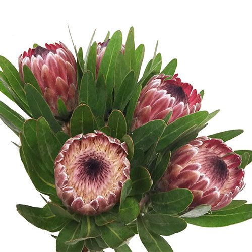 Protea Pink Ice Kukka Flowers