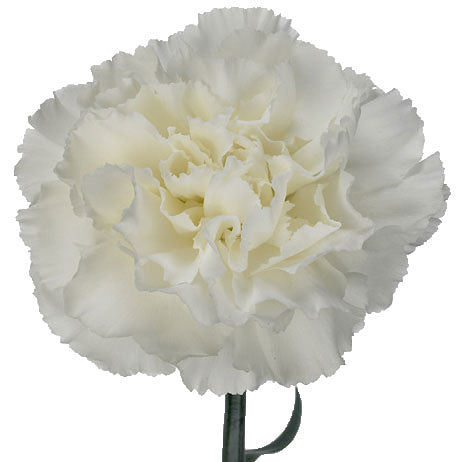 Carnation Randal Wholesale Bulk Flowers for Weddings & Events – Page 4 – Kukka Flowers