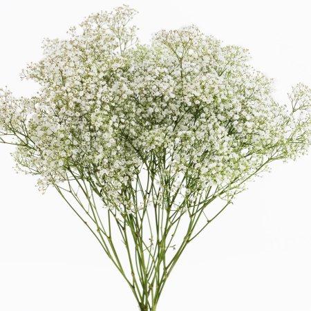 Baby's Breath