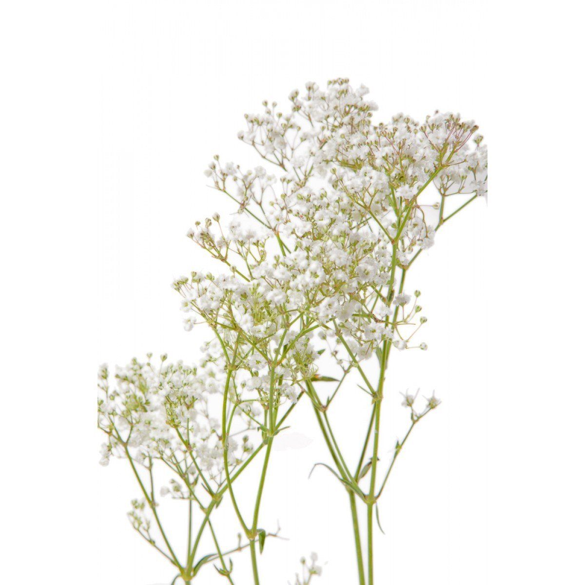 Shop Baby's Breath White