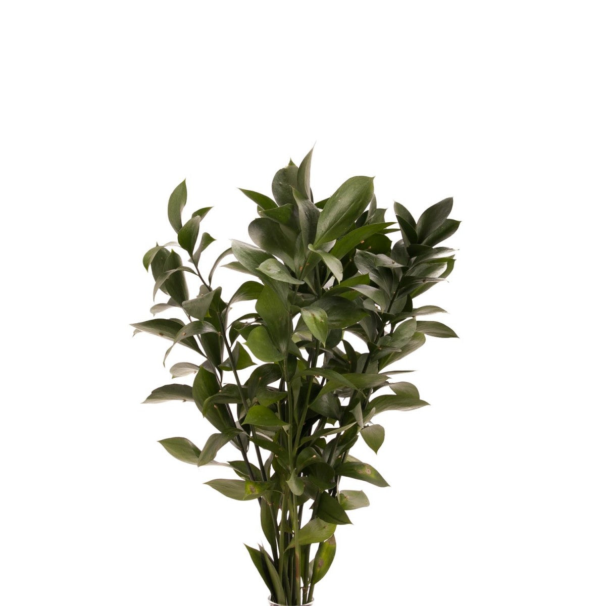 Ruscus - Israeli – Kukka Flowers