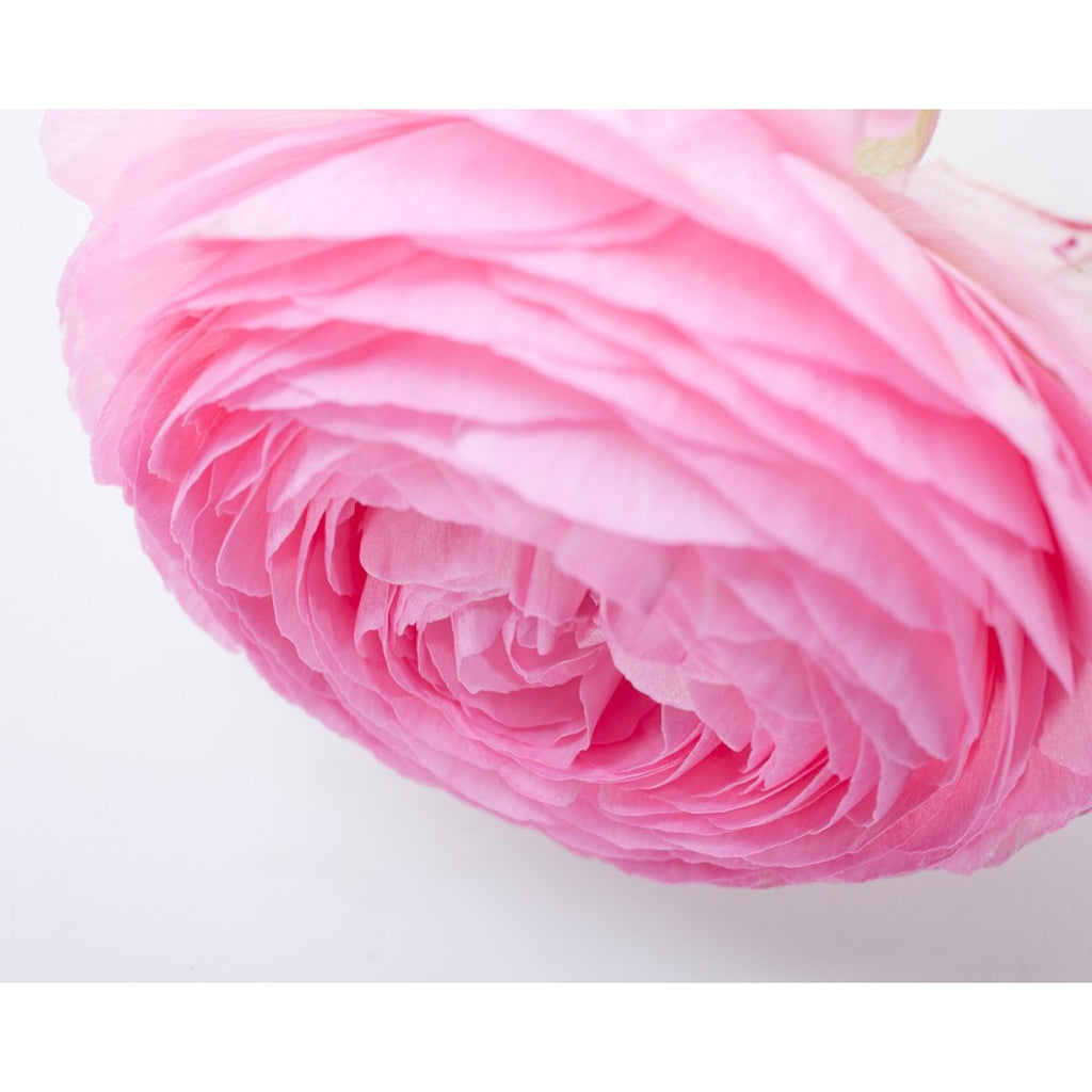 Pink Ranunculus Detail Ranunculus - Pink – Kukka Flowers