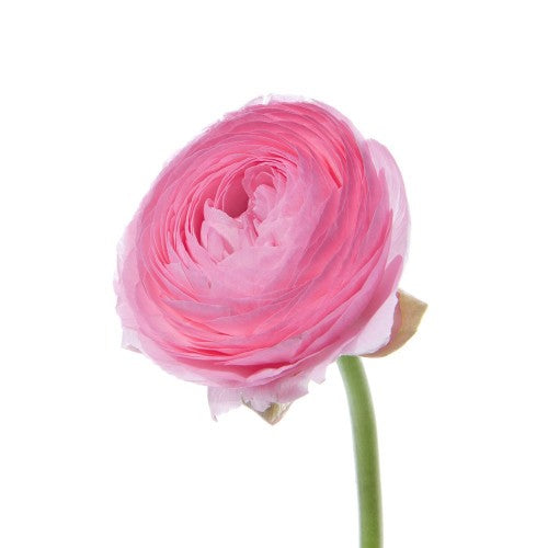 Pale Pink Ranunculus