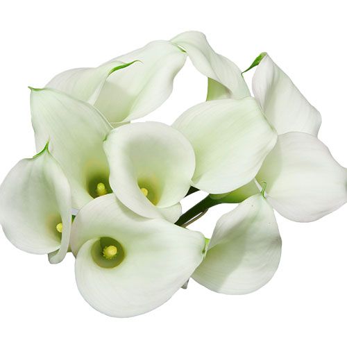 white calla lily flowers Calla Lily
