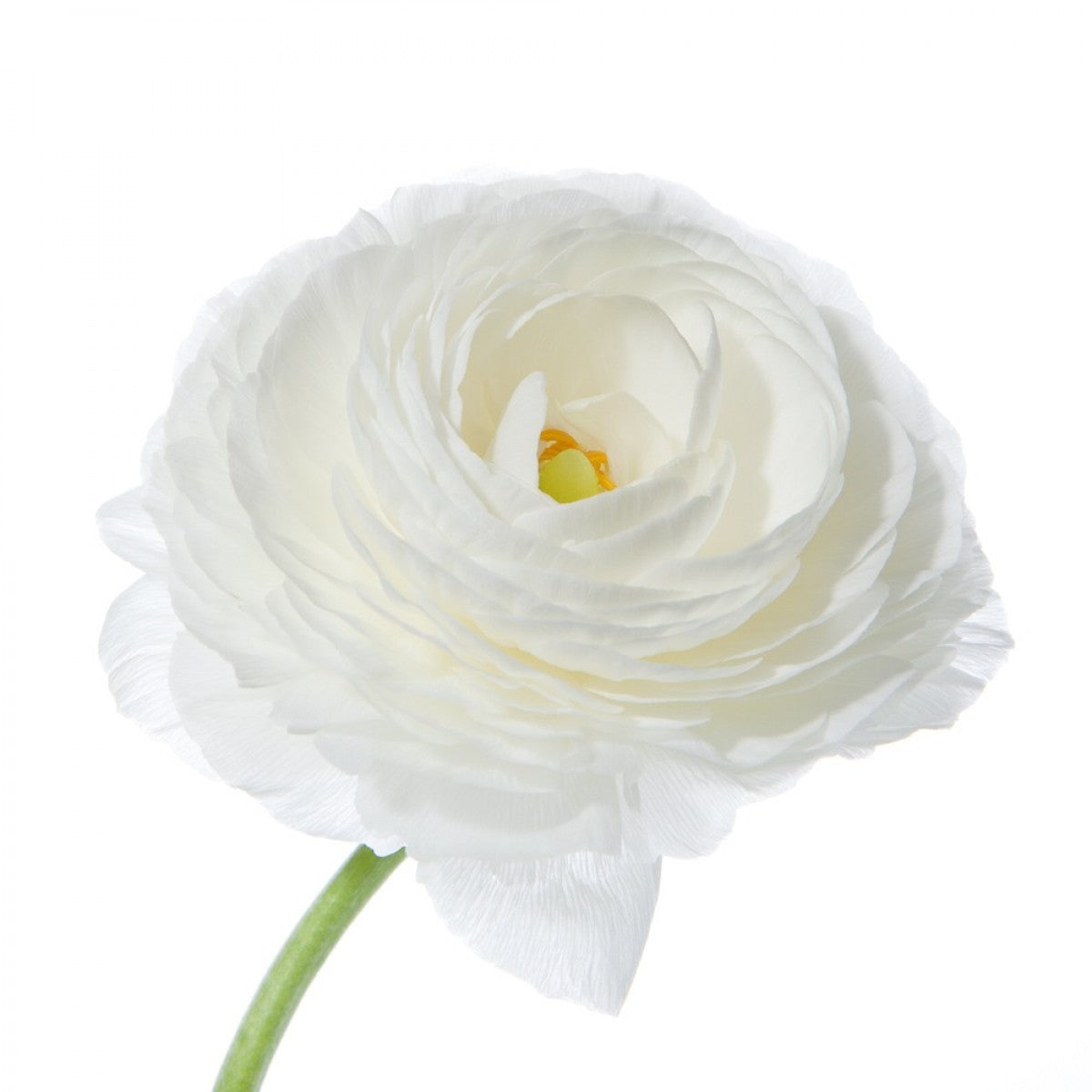 Moderna Ranunculus White White Ranunculus Bouquet