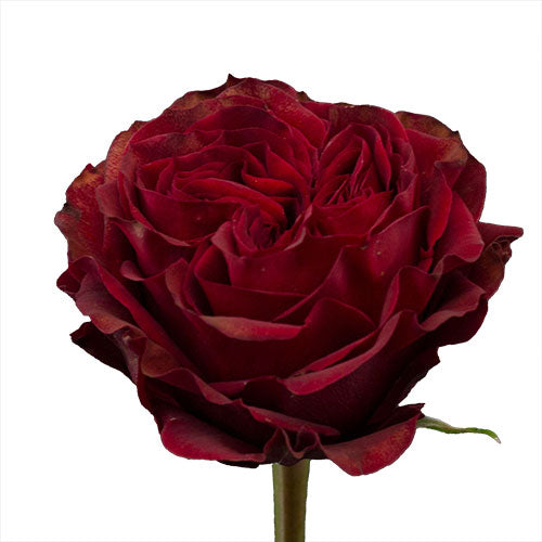 Dark Red Garden Roses Red Roses – Olivia's Garden