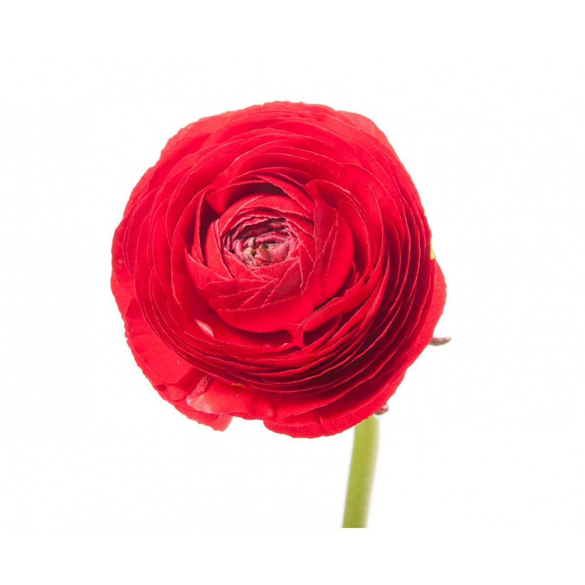 Red Ranunculus Bouquet