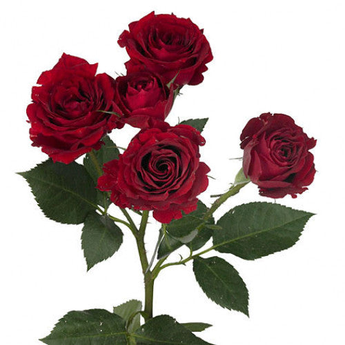 Spray Rose - Deep Red – Kukka Flowers