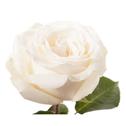 Rose - Ivory – Kukka Flowers