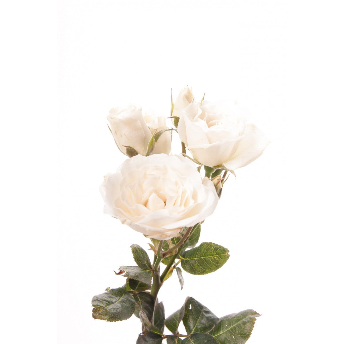 Spray Rose - Ivory – Kukka Flowers
