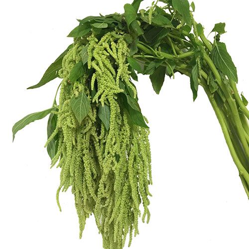 hanging amaranthus plant Hanging Amaranthus