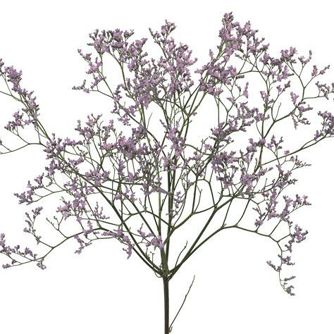 lavender filler flower Limonium