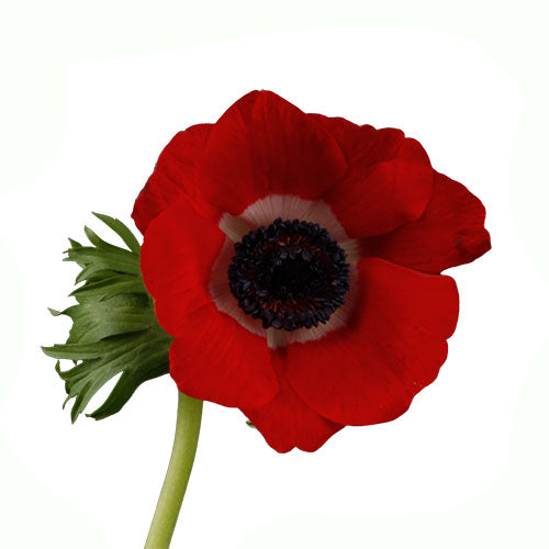 143　アネモネ Anemone - Red – Kukka Flowers