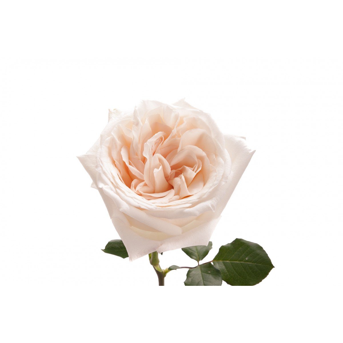 líder Peladura Es mas que Garden Rose - Blush – Kukka Flowers
