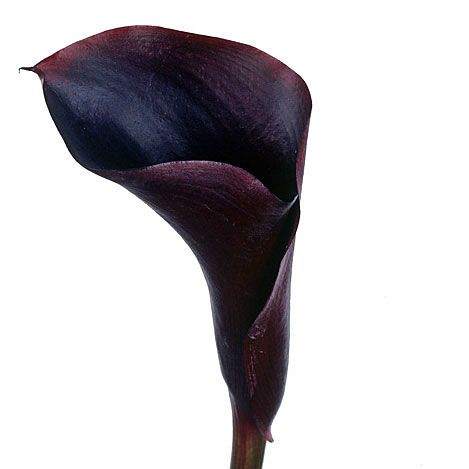 calla lily purple plant Calla Lily