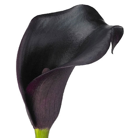 calla-lily-black_473x.jpg?v=