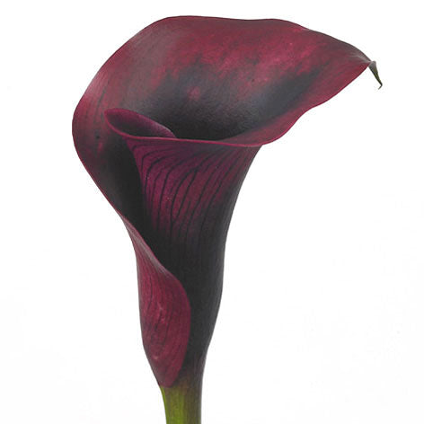 maroon and white lily Calla Lily