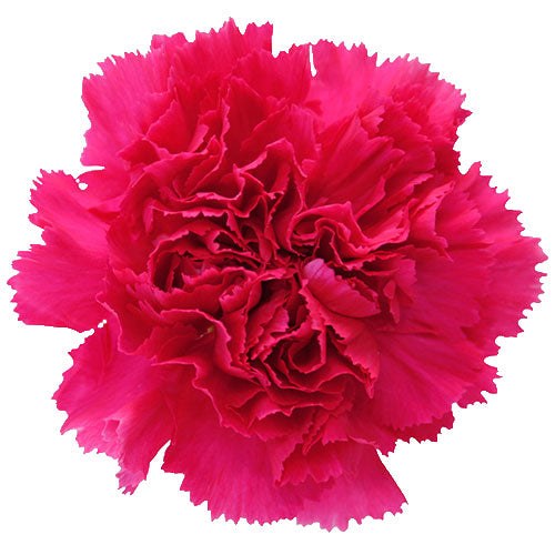 Carnation - Hot Pink