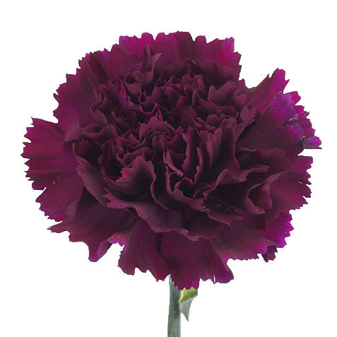 Carnation - Dark Purple/Plum