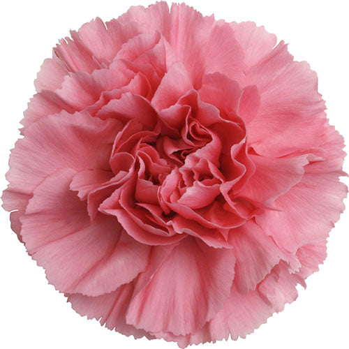 Carnation - Pink