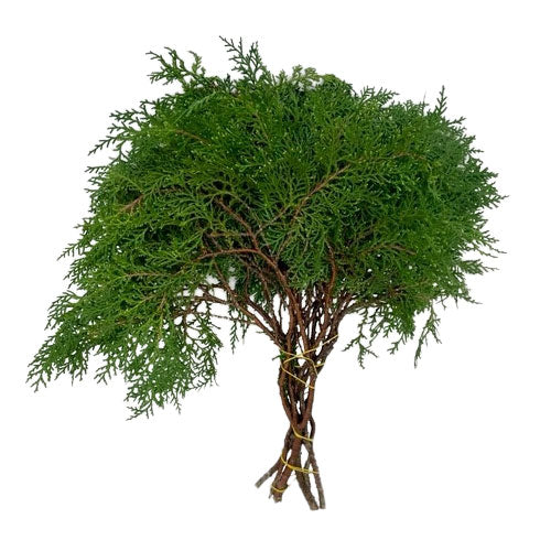 Cedar - Green – Kukka Flowers