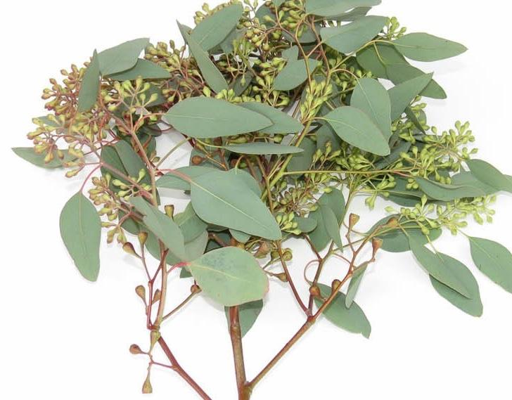 where to buy seeded eucalyptus plants Eucalyptus