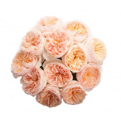 juliet rose seeds Garden Rose