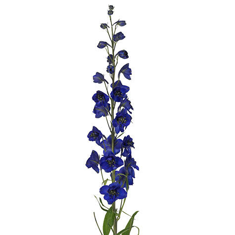 Kukka – Dark - Delphinium Flowers Blue