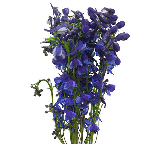 - Blue Dark – Flowers Kukka Delphinium