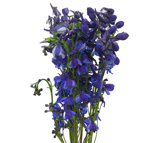 Delphinium - Dark Blue – Kukka Flowers