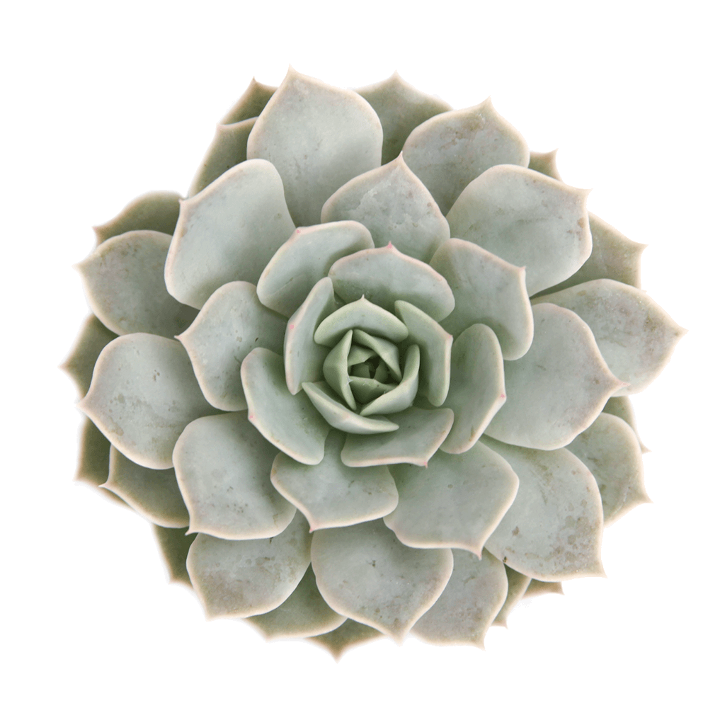 realistic succulents Succulents