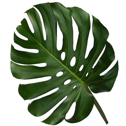 monstera lead Monstera Leaf