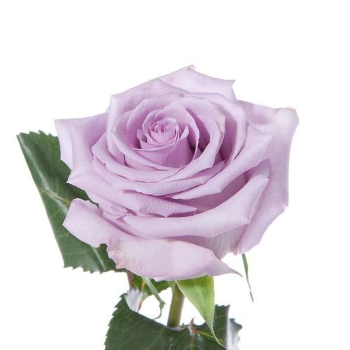 lavender flower rose Rose