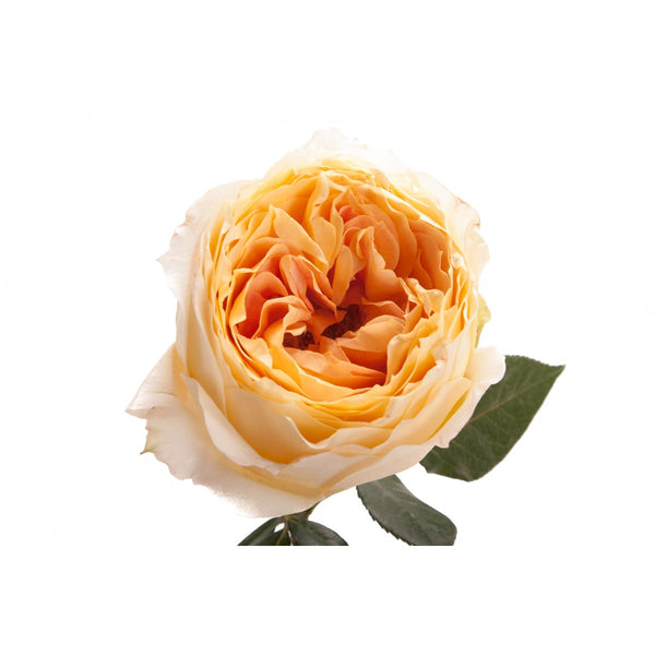 ivory-peach-garden-rose-