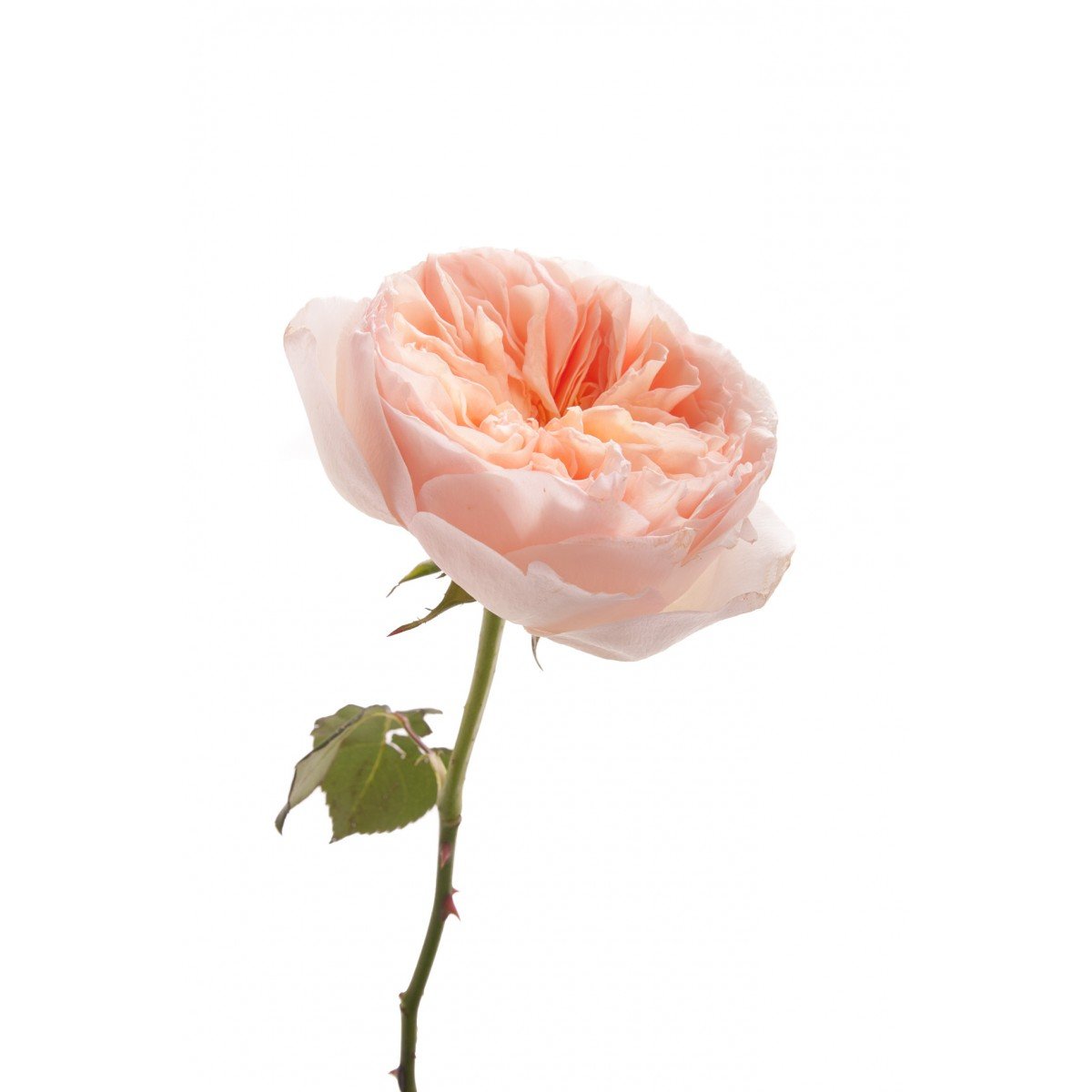 Garden Rose - Juliet Peach – Kukka Flowers