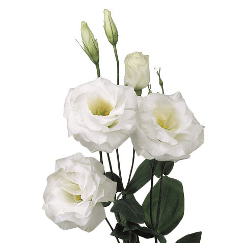 Lisianthus - White