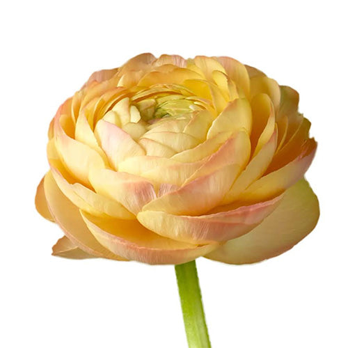 Peach Yellow Ranunculus Ranunculus - Peach – Kukka Flowers