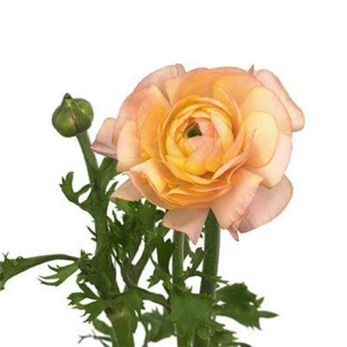 Peach Princess Ranunculus Ranunculus - Peach – Kukka Flowers