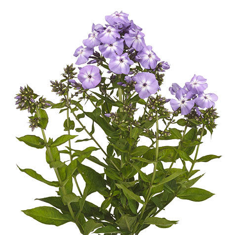 lavender phlox plants Phlox