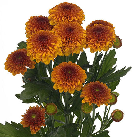 Rust Button Mums Bronze Chrysanthemum Pom Pom