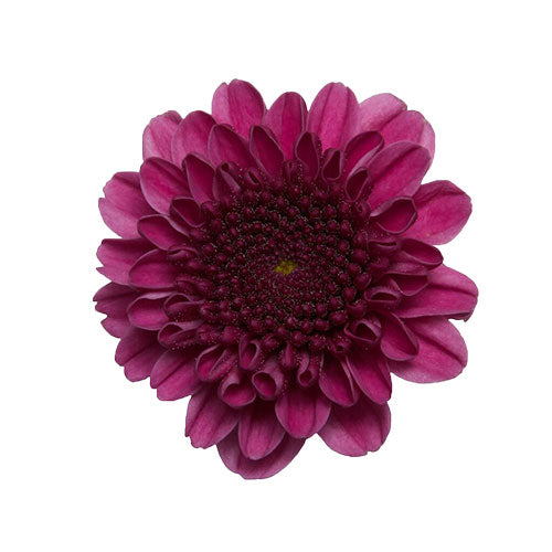 Cushion Pompon - Dark Purple – Kukka Flowers