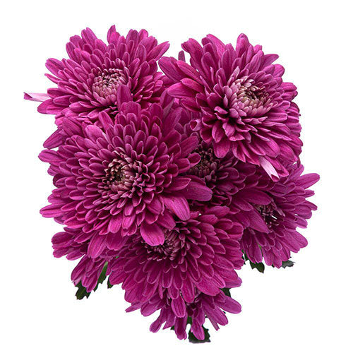 https://www.kukkaflowers.com/cdn/shop/products/pompon-cushion-purple.jpg?v=1677618514