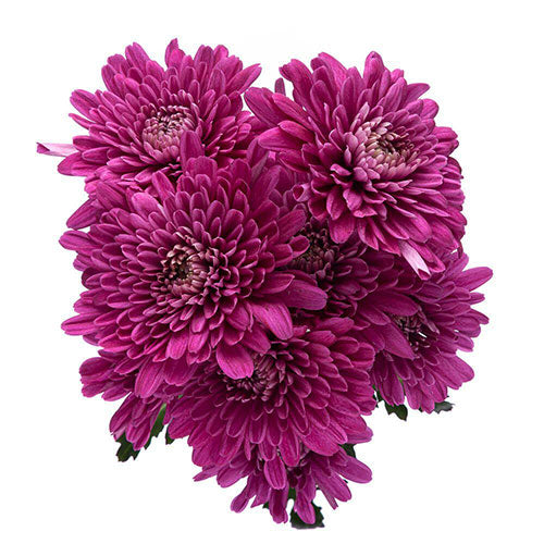 Cushion Pompon - Dark Purple – Kukka Flowers