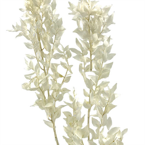 Preserved Italian Ruscus - White – Kukka Flowers