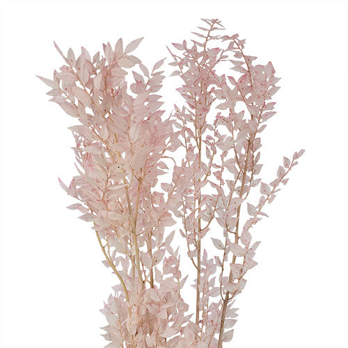 Preserved Italian Ruscus - Light Pink – Kukka Flowers