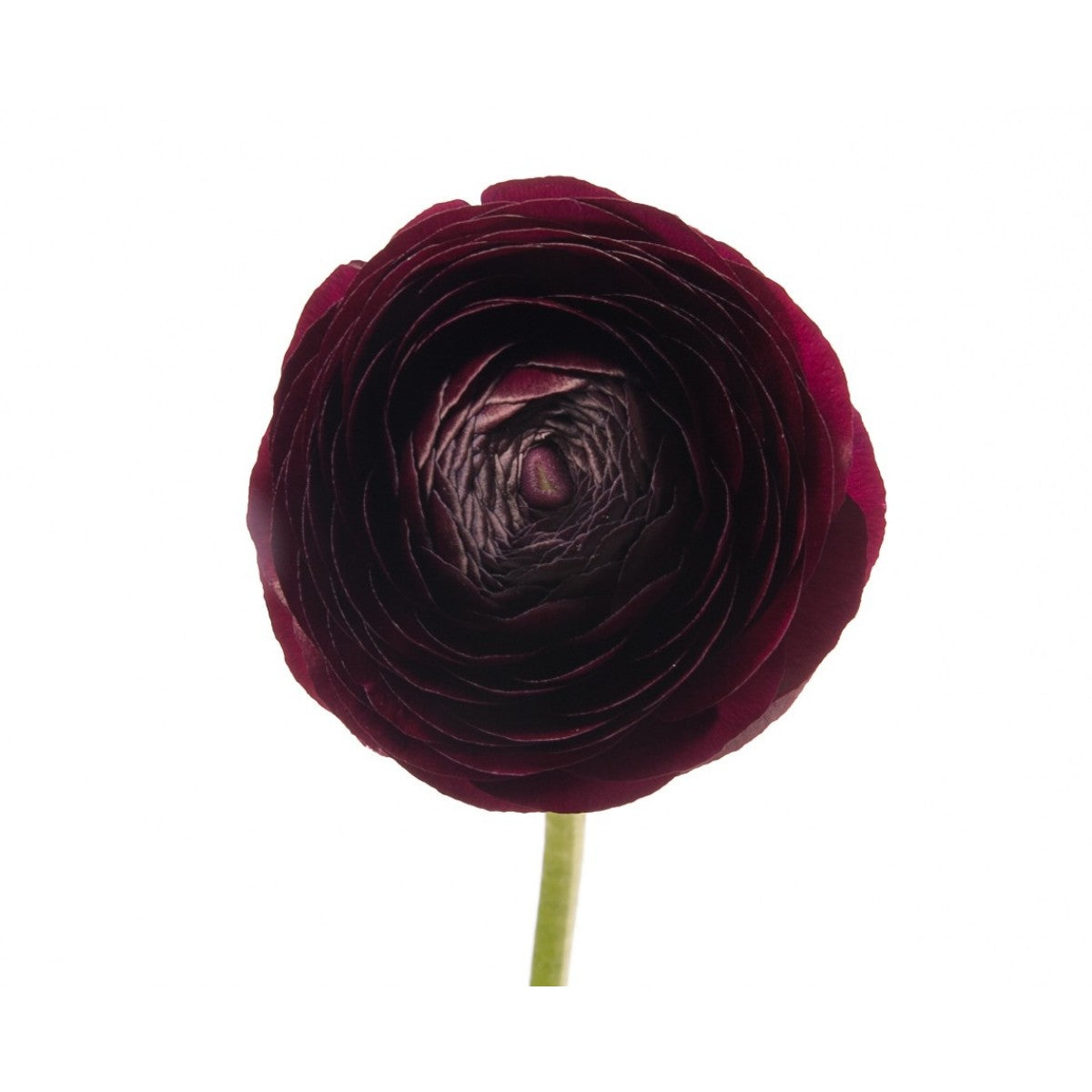 Ranunculus - Plum/Burgundy – Kukka Flowers