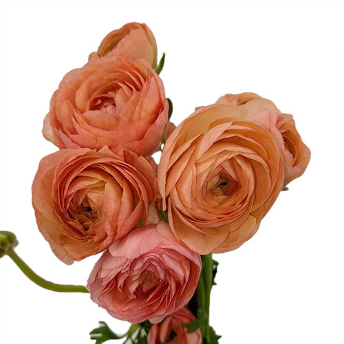 Peach Ranunculus