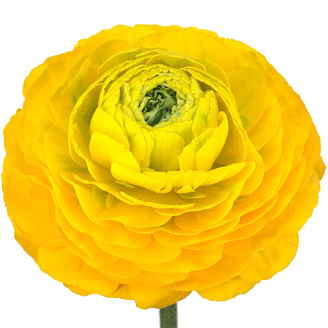 Ranunculus - Yellow – Kukka Flowers