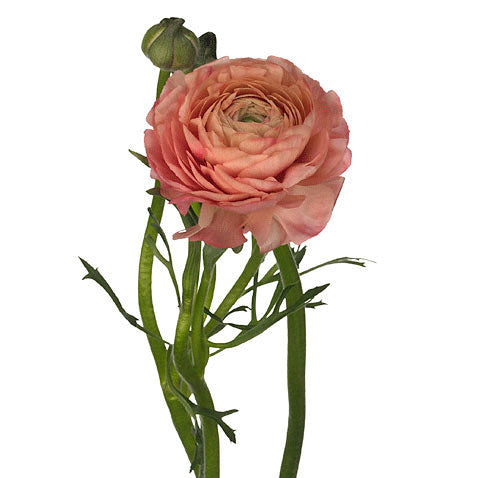 Ranunculus - Peachy Coral – Kukka Flowers